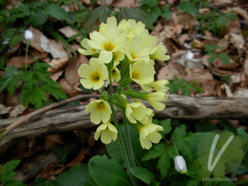 Wald-Schlüsselblume: Übersicht